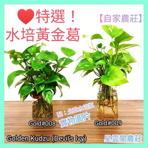 水種植物招財|風水植物｜不只富貴竹！7款招財/招桃花植物推介+不可不知風水 